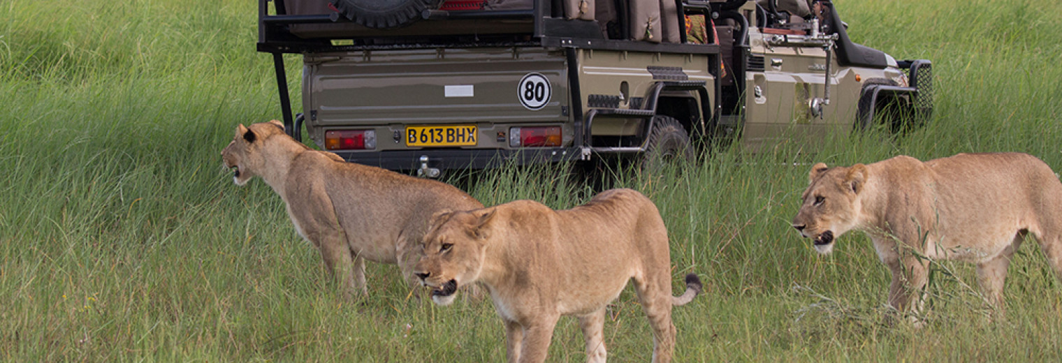 Lion with safari truck, Okavango, Botswana