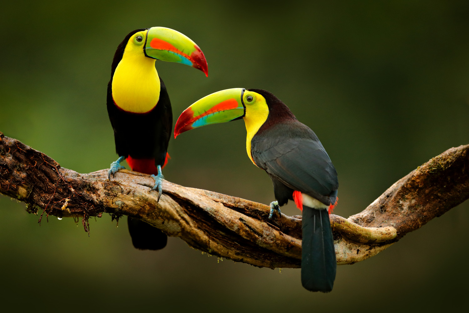 Drip Coffee Maker with a Toucan from Costa Rica, 'Toucan Make Coffee